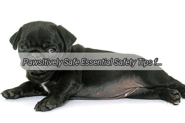 PawsItively Safe Essential Safety Tips for Your Furry Friend